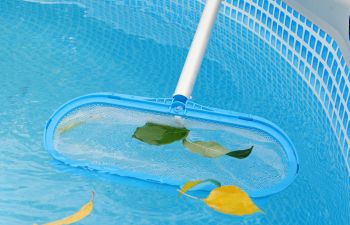 Cleaning colored leaves off surface of a swimming pool with a mesh skimmer.
